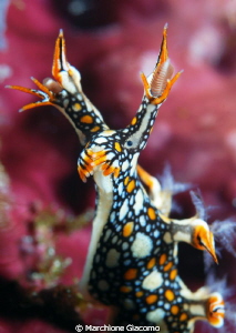 Alien. Nikon D200, 60 micro, twin strobo
Siladen 2012: S... by Marchione Giacomo 